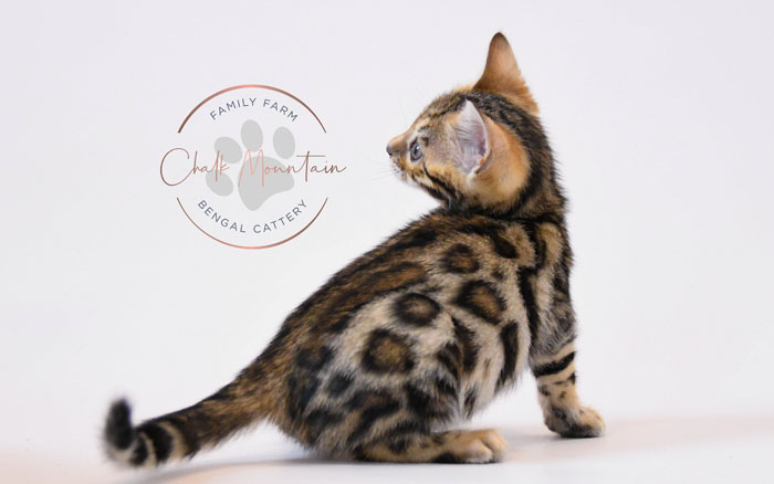 Bengal kitten for sale